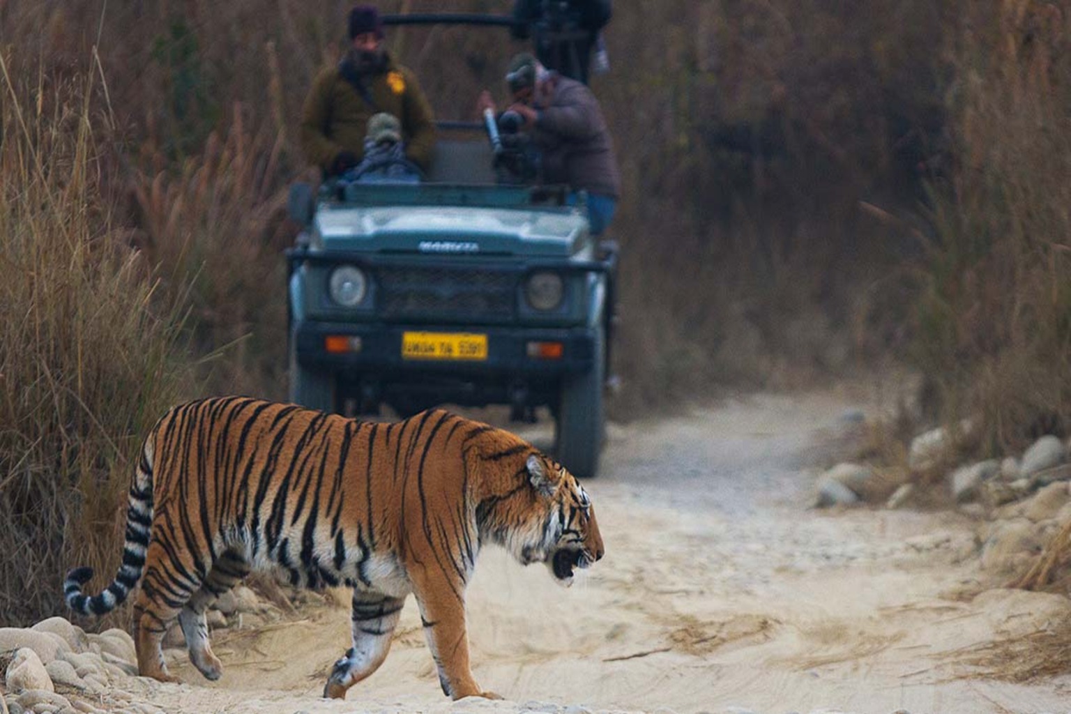 Bengal_Tiger_in_Jim_Corbett_National_Park