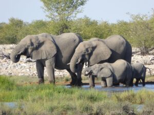 Jim Corbett